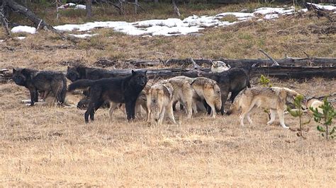 Photographer Shares Rare Video Of Yellowstones Wapiti Wolf Pack