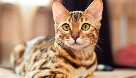 Bengal Information And Pet Guide Au