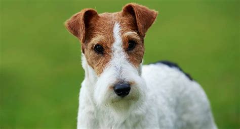 How To Potty Train A Wire Fox Terrier