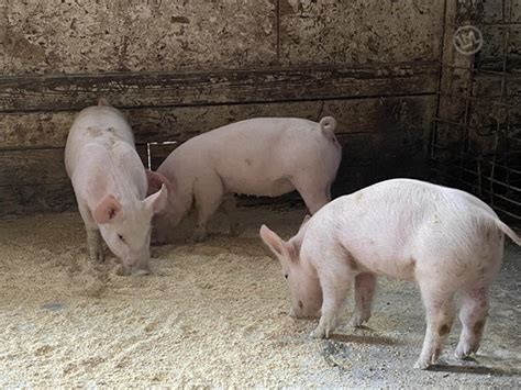 50 Crossbred Feeder Pigs Berkshire For Sale In Clio Michigan