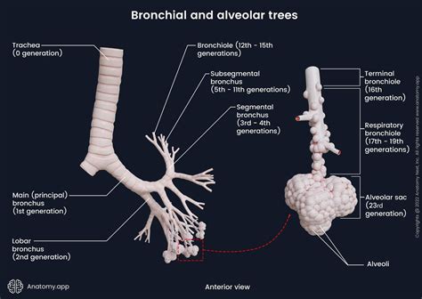 Bronchi Encyclopedia Anatomyapplication Learn Anatomy 2022
