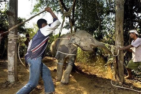 Dónde Ver Elefantes En Tailandia Y Dónde No Los Apuntes Del Viajero