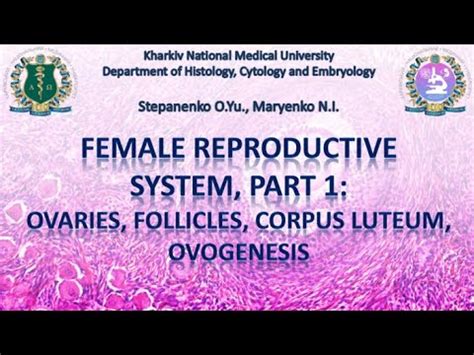 Female Reproductive System Histology Part Youtube