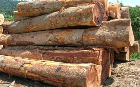 Oleochemical / palm oil location: Malaysia: Exports of tropical logs expected to fall ...