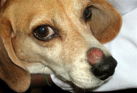 Is Dog And Cat Ringworm Contagious Pethelpful