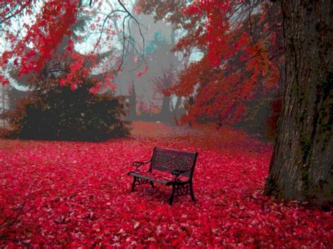 Red Autumn Leaves Hd Desktop Wallpaper Widescreen High Definition