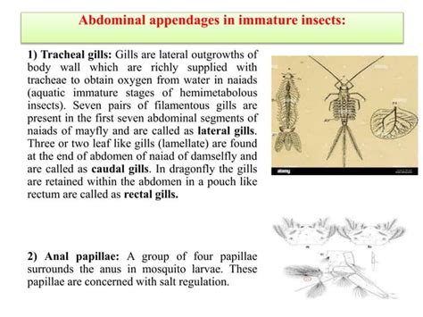 Insect Abdomenits Segmentation And Appendagesstructurefunction And