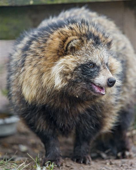 Raccoon Dog Looking At The Side Next Raccoon Dog Picture Flickr