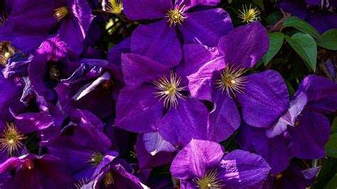 Earth Purple Clematis 4k Hd Flowers Wallpapers Hd Wallpapers Id 33940