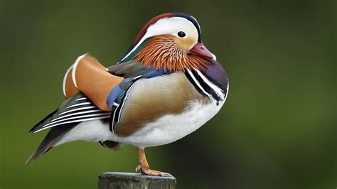 Mandarin ducks are very popular pets; Learn about the mysterious mandarin duck in New York's ...