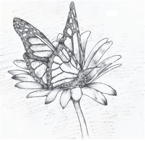 Butterfly On Flower Drawing Flowers