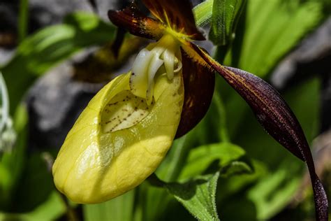 In Search Of The Lady Slipper Orchid Colletts
