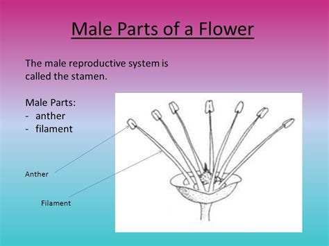 What Is Male Reproductive Part Of Flower Called