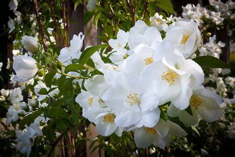 17 Of The Best White Rose Varieties For The Garden Gardeners Path