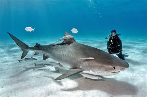 More Protections For Tiger Sharks Needed After New Study Indicates