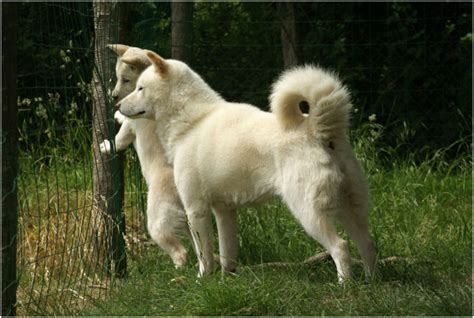 Hokkaido Dog Pictures Rescue Puppies Breeders Temperament