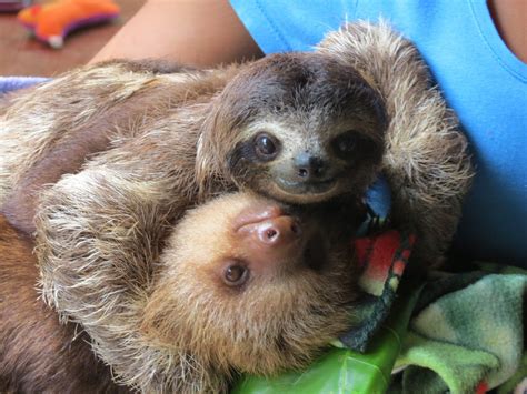 Cuddling Sloth Wallpapers Wallpaper Cave