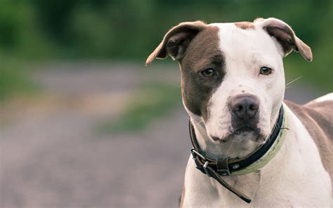 American Pit Bull Terrier Breed Info And Care