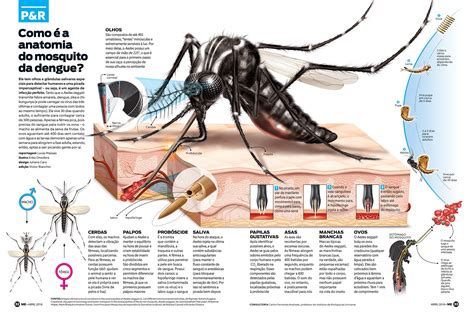 Anatomia Do Mosquito Da Dengue Revista Mundo Estranho Behance