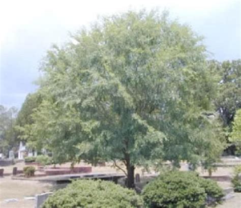 50 Chinese Elm Tree Lacebark Ulmus Parvifolia Seeds Etsy
