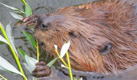 North American Beaver Facts Distribution Diet Pictures