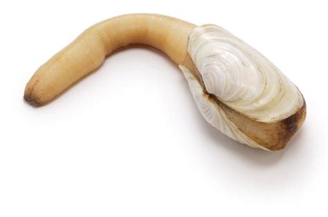 How To Clean And Eat Geoduck Clam