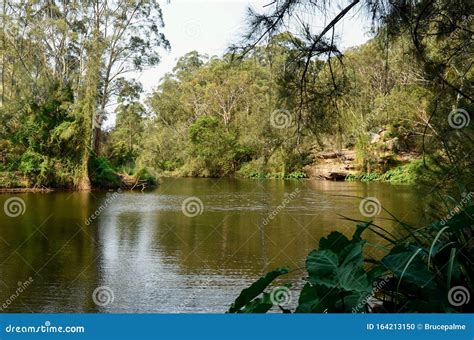A View Of The Lane Cove River In Sydney Editorial Image Image Of