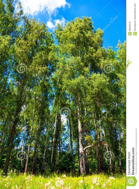 High Birch Trees With Green Foliage Stock Photo Image Of Abstract