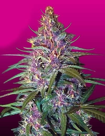 Purple Kush Strain Info Purple Kush Weed By Crop King Seeds Growdiaries