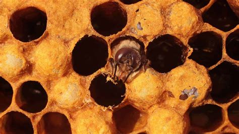 Why Do Bees Kill Drones Drone Hd Wallpaper Regimageorg