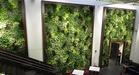 How Living Green Walls Provide Indoors Benefits And More