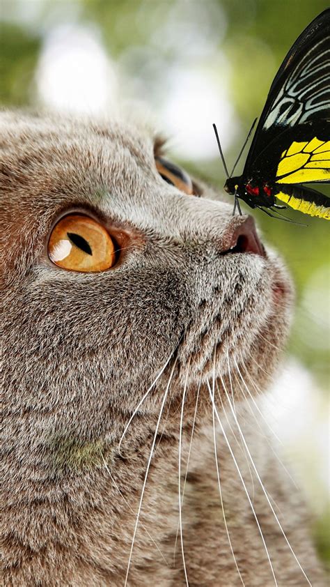 Butterfly Sitting On Cats Nose Animal Cat Cats Butterfly Cat