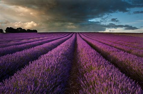 Beautiful Lavender Field Landscape With Dramatic Sky Photograph By