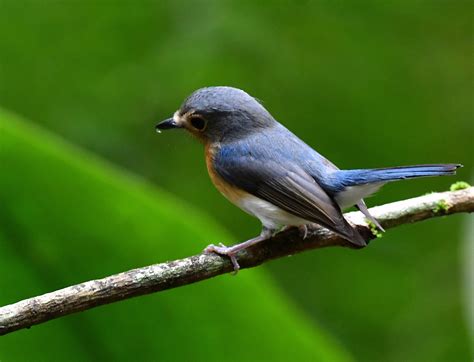 The Life Journey In Photography Tickells Blue Flycatcher Male