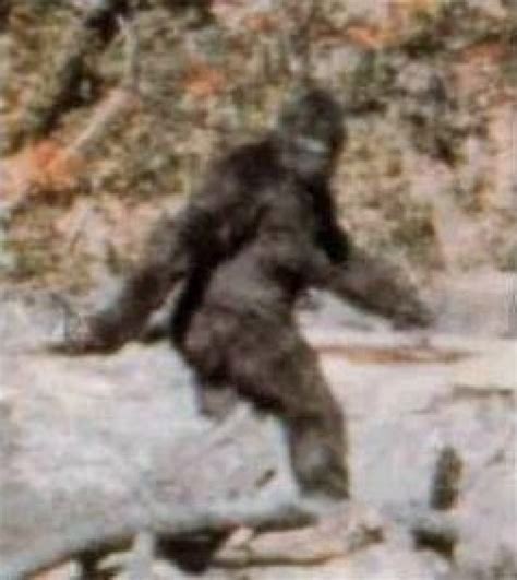 Bigfoot Is Real Cryptid Lives On In Latest Viral Video Despite Study