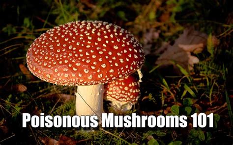 Poisonous Mushrooms 101 Shtf And Prepping Central