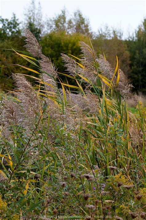 Phragmites Or Common Reed Grass Greenfuse Photos Garden Farm And Food