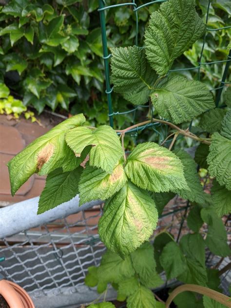 A lack of water can also cause your raspberry leaves to turn brown and wilt. raspberries - Raspberry leaves going brown in the centre ...