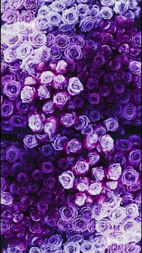 Purple Roses Easy Flowers