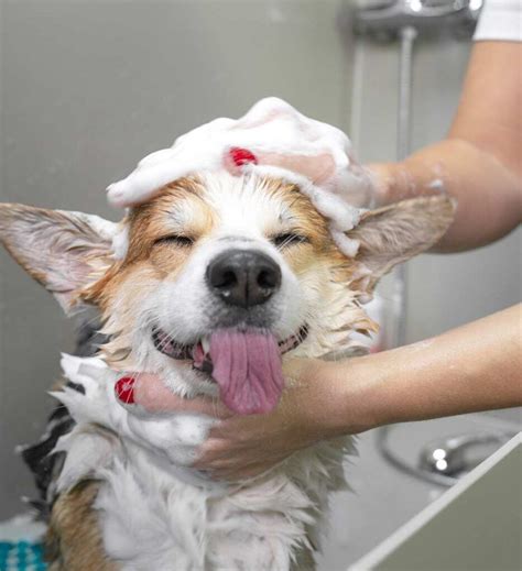 Stress Free Spa Day With Our Petbar Self Service Dog Washing