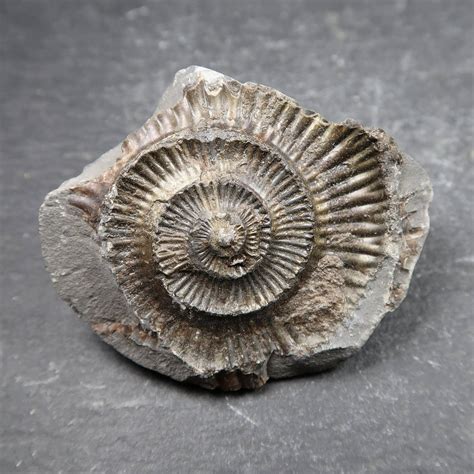 Ammonite From Whitby Uk Ammonite Fossils Whitby Ammonites