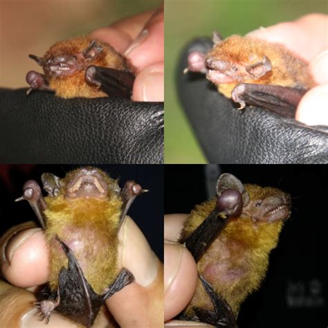 Nebrcu Truly Kaligandaki Canyon Is Hotspot For Bat Diversity