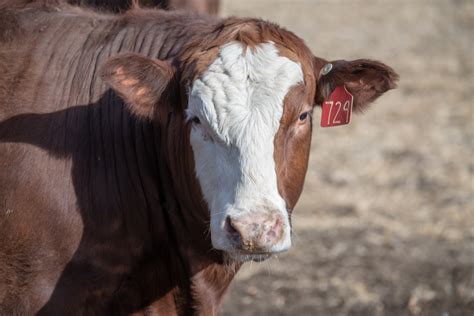 Selection Criteria For Home Raised Beef Unl Beef