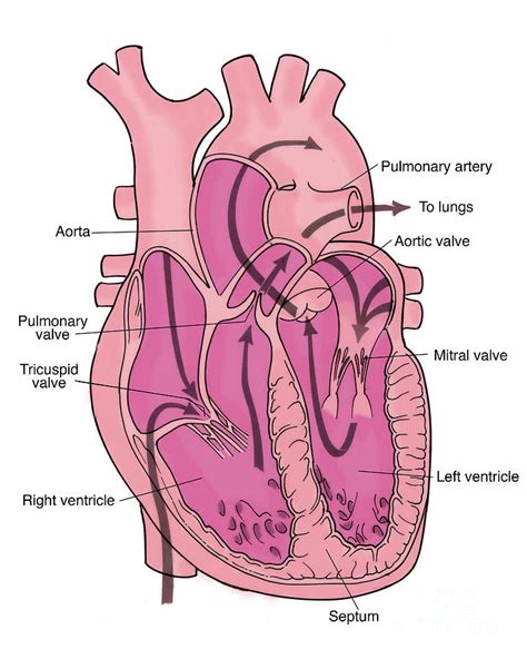 Illustration Of Coronary Circulation Photograph By Science Source