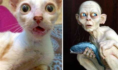 Cat That Looks Like Gollum From Lord Of The Rings Rescued By Animal