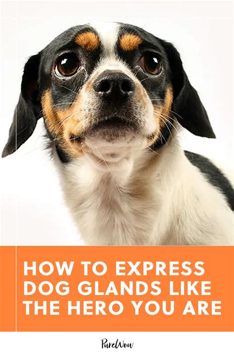 How To Express Dog Glands Like The Hero You Are Dog Glands Dogs Glands