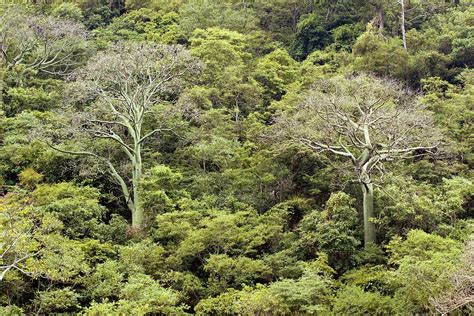 Tropical Dry Forest Photograph By Dr Morley Readscience Photo Library