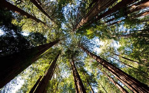 City areas are not only at times overcrowded, but there is also a host of different types of pollution that is not good for you. Redwood National Park, California: tall tales from the ...