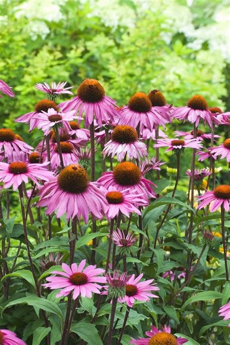 What Are The Best Perennials For Shade Shade Loving Perennial Flowers