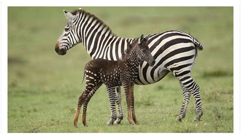 Pin By Eleanor Balaban On Wildlife Baby Zebra Zebra Zebras